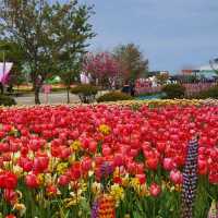 태안 코리아플라워파크 튤립꽃박람회⚘️🌷