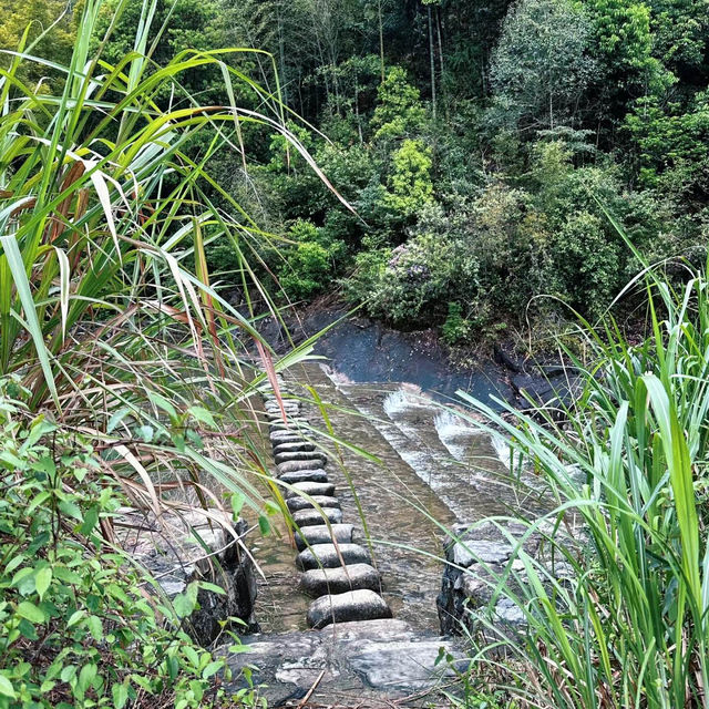 【台灣春天好去處】玉山國家公園：杜鵑花海，追尋春日之美的最佳目的地