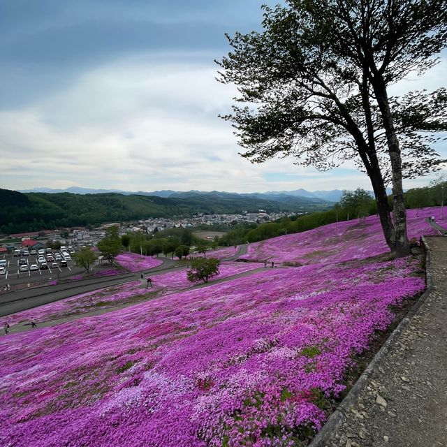 Hokkaido 🌸Higashimokoto Shibazakura