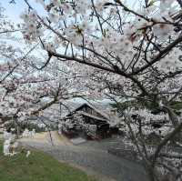 桃陵公園 香川 日本櫻花聖地