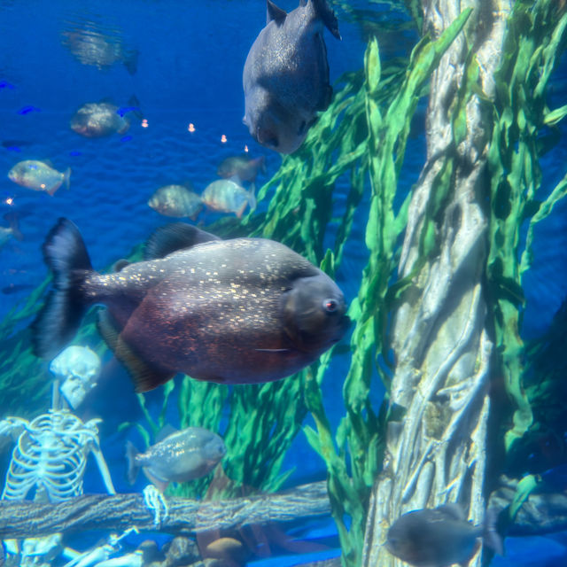 🇲🇾 潛入吉隆坡的藍色心臟！Aquaria KLCC 水族館，一場與微笑魟魚共舞的城市冒險！🦈✨