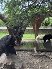 【泰國曼谷】Safari World：動物互動, 絕對好玩！