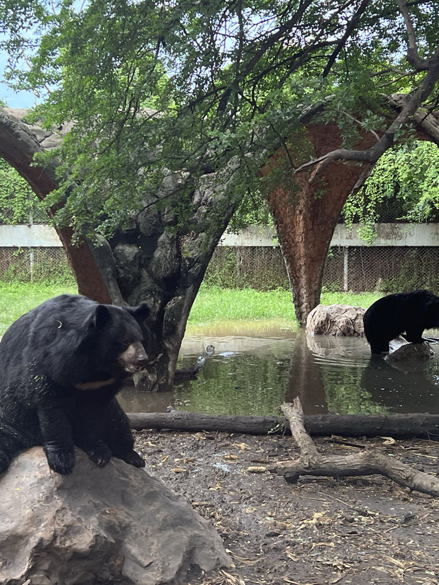 【泰國曼谷】Safari World：動物互動, 絕對好玩！