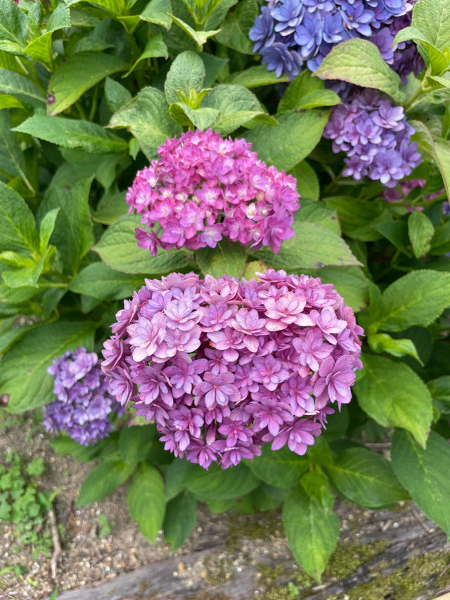 一度は行きたい☺️💠紫陽花の名所💠京都・三室戸寺