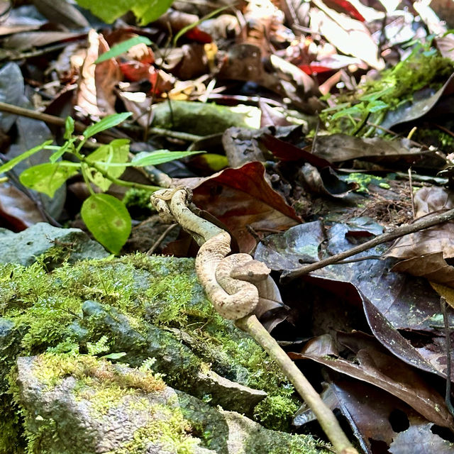Into the Heart of Borneo: Conquering the RM100 Challenge