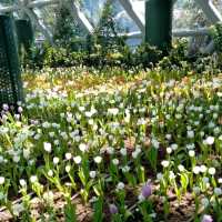 Miracle of Natural Rayong สวนดอกไม้เมืองหนาว