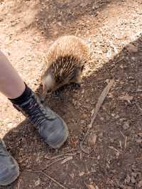 📍Bonorong Wildlife Sanctuary
