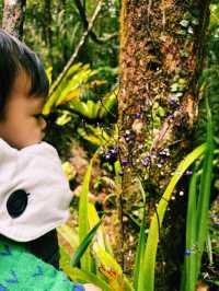 A Walk To Remember: Breathtaking Kinabalu