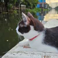 นั่งเรือแมวฮีลใจ ในกรุงเทพ