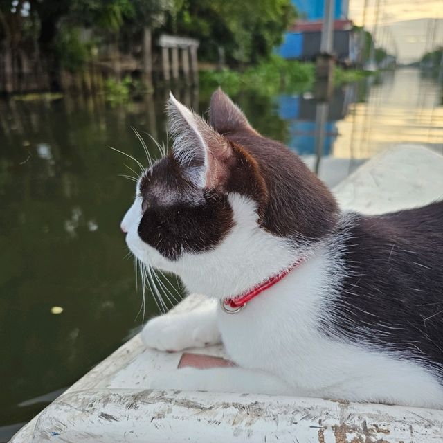 นั่งเรือแมวฮีลใจ ในกรุงเทพ