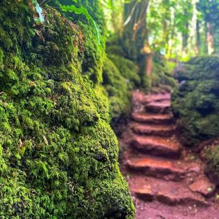 Step into a world of wonder at Puzzlewood, the ancient forest that inspired magical tales
