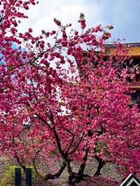 Flower Blossoms in Dali Ancient Town