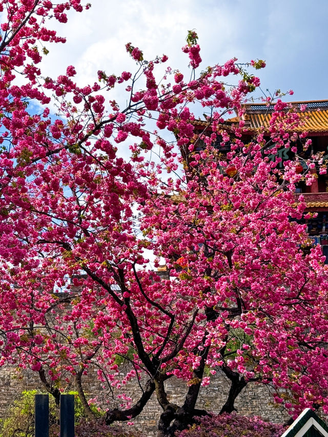 Flower Blossoms in Dali Ancient Town