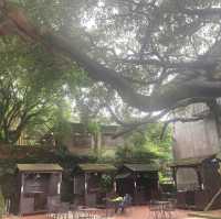 「金瓜石黃金博物館附近，再向上爬欣賞無敵海景」