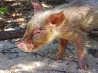 【バハマ ・エグズーマ】美しい海にブタが泳ぐビーチ🐷
