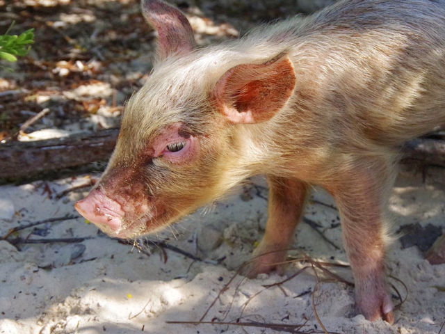 【バハマ ・エグズーマ】美しい海にブタが泳ぐビーチ🐷