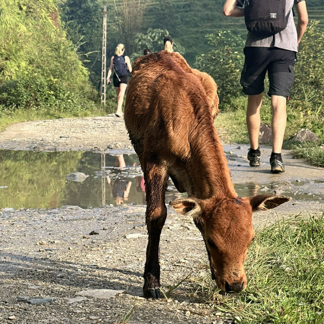 Exploring Lao Cai: A Scenic Trek Guided by Local Wisdom