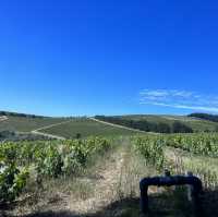 Sips in Stellenbosch: A Wine Lover's Paradise
