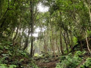 Nepal's Kathmandu National Forest Park: A Lush Hiking Destination with an Entrance Fee of 500 Rupees