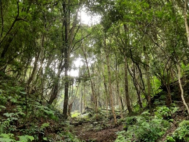 「尼泊爾加德滿都國家森林公園：綠意盎然的森林徒步勝地，門票價格五百盧比」