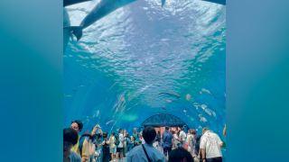 Yokohama Sea Paradise: A Marine Adventure in the Heart of Yokohama