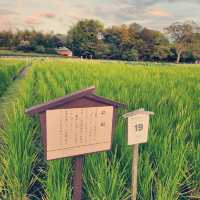 日本三大名園之一：岡山後樂園