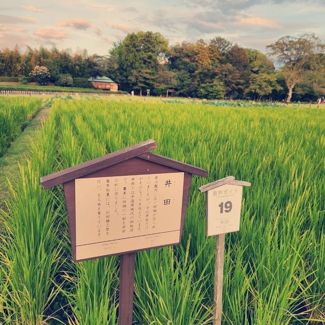日本三大名園之一：岡山後樂園