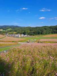 【太陽の丘えんがる公園コスモス園:北海道遠軽町】秋の訪れを教えてくれるコスモス🌸