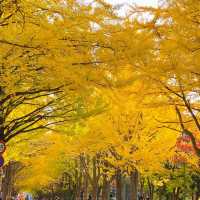 札幌景點｜北海道賞楓、賞銀杏一級戰區—北海道大學