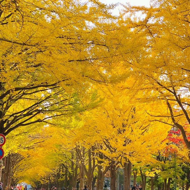 札幌景點｜北海道賞楓、賞銀杏一級戰區—北海道大學