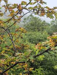 Huanglong Forest is the Paradise 