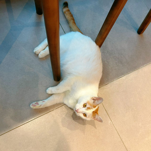 必去貓咪Cafe🥰 