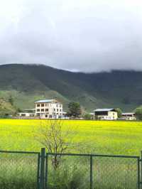 Living in My Dream of Canola Flower Field in Shangri-La
