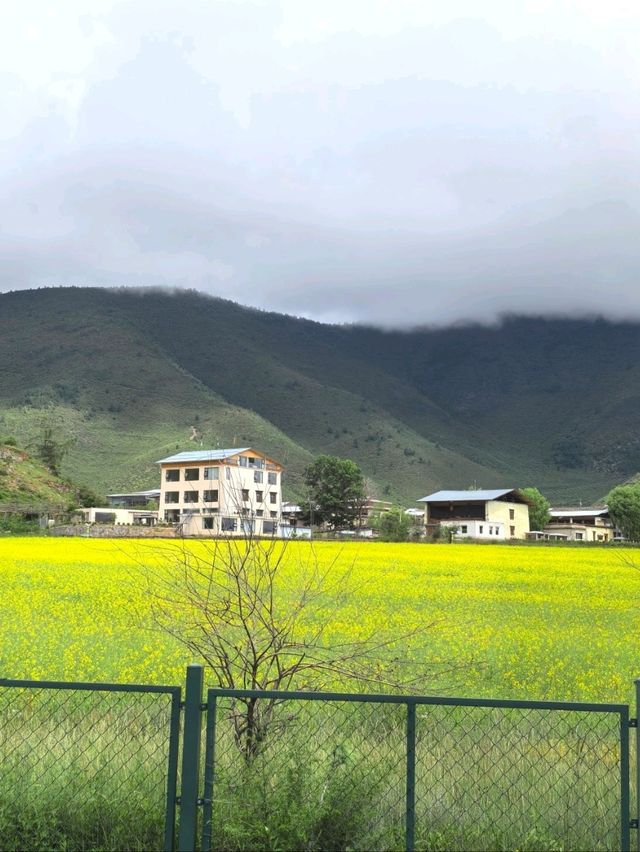 Living in My Dream of Canola Flower Field in Shangri-La