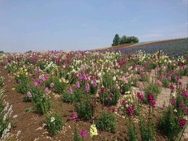 【かんのファーム:北海道上富良野】綺麗なお花が咲く美しい場所🌷