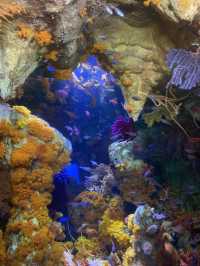 【池袋】屋上にある天空水族館🐟