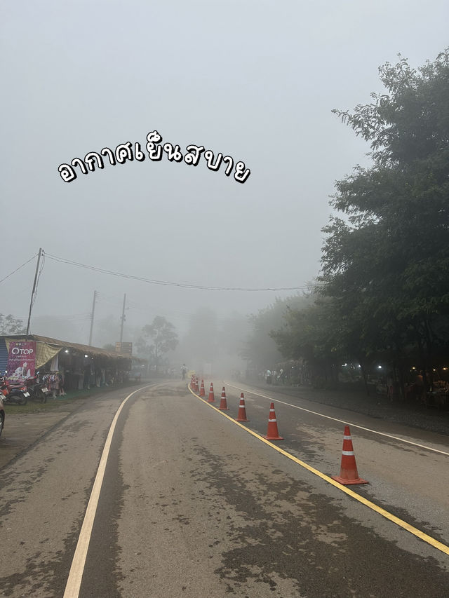 ⛺️จุดกางเต็นท์ทุ่งดอกกระเจียว💜