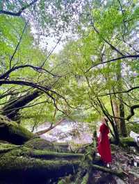まるで もののけな パワースポット🌳