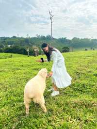 หนาวนี้ที่ ม่อนแกะ เขาค้อ🐑🌳