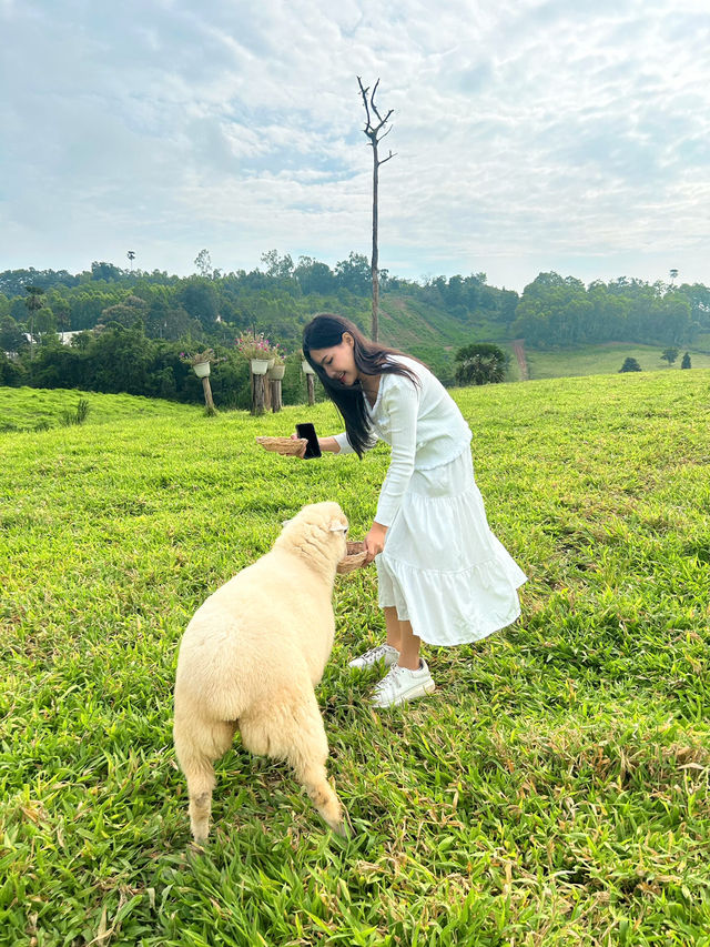 หนาวนี้ที่ ม่อนแกะ เขาค้อ🐑🌳