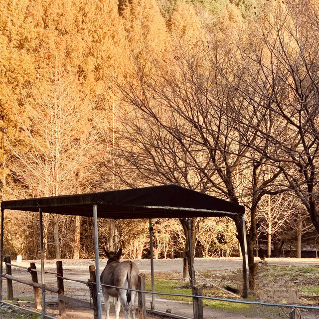 Jangtaesan Natural Recreation Forest – Stunning in Autumn 🍂