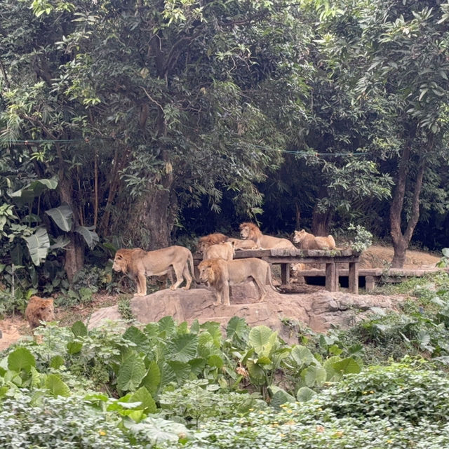 Wild Encounters: A Day at Guangzhou Safari Park