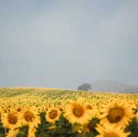 ทุ่งทานตะวันเขาใหญ่