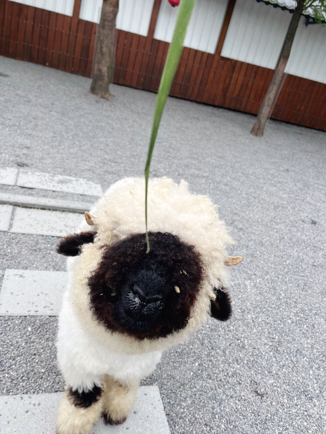 宜蘭｜張美阿嬤農場🌳🦘