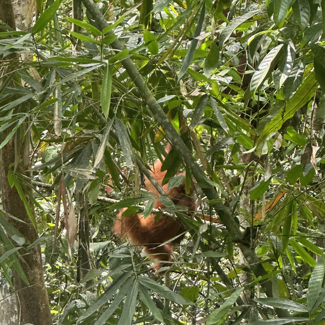 Spectacular Orang Utan 😍