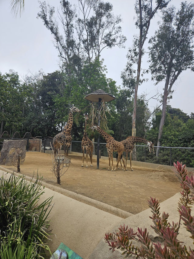 🐴🐨잊지못할 샌디에고의 동물원