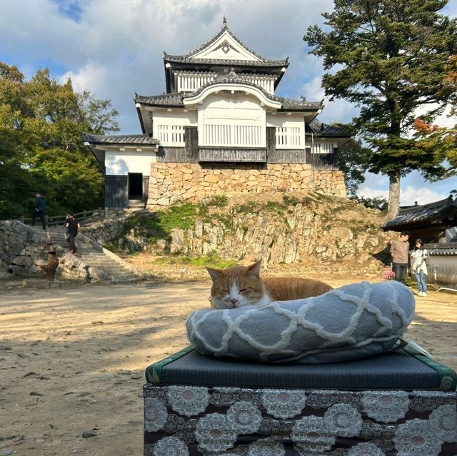 岡山景點｜空中之城．日本唯一山城天守閣—備中松山城（高粱城）
