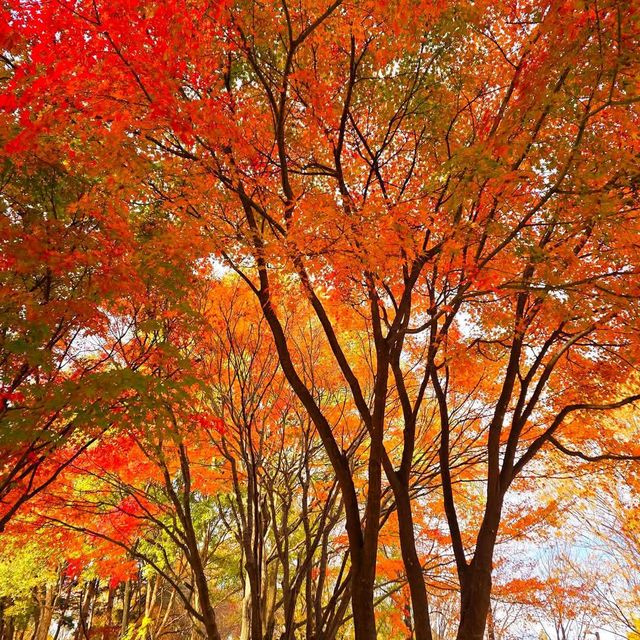 Seoul Forest (서울숲) – Seoul