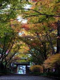 【栃木×佐野】参道に広がるグラデーション紅葉の絶景🍁