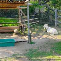 於宇部市常盤動物園探索奇珍異獸